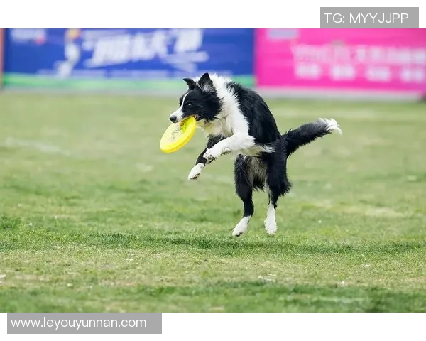 成都飞盘队在极限运动世界杯中的逆袭之路与荣耀时刻